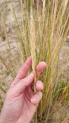 Sporobolus coarctatus