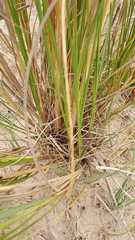 Sporobolus coarctatus