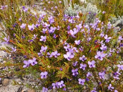 Viola decumbens decumbens