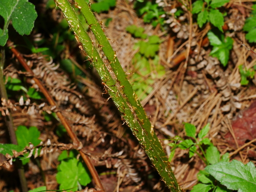 Image of Athyrium vidalii by (c) Jacy Chen, some rights reserved (CC BY)