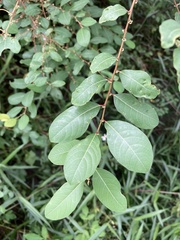 Bridelia tomentosa