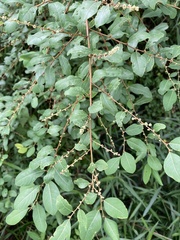 Bridelia tomentosa