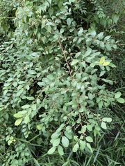 Bridelia tomentosa