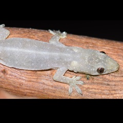 Hemidactylus