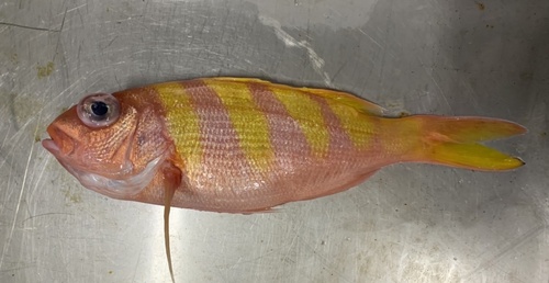 Banded flower snapper (Pristipomoides zonatus) — Lutjanidae — 5