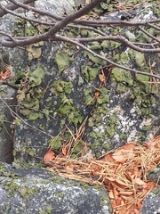 Lasallia pensylvanica