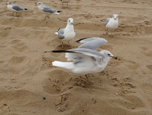 Ring-billed Gull photographed in Maryland