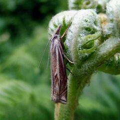 Crambus lathoniellus