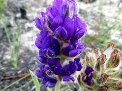 Psoralea sericea