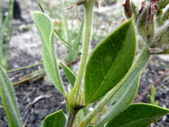 Psoralea sericea