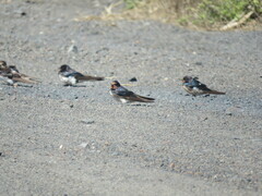Hirundo rustica rustica