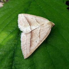 Petrophora chlorosata