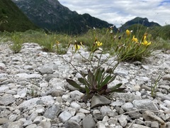 Chondrilla chondrilloides