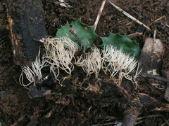Pterula subulata