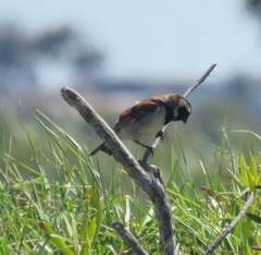 Passer melanurus melanurus