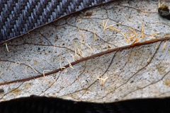 Pterulicium gracile