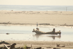 Egretta rufescens