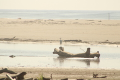 Egretta rufescens