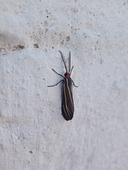 Ctenucha venosa