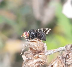 Pterotaenia fasciata