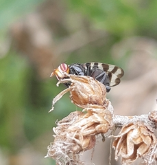 Pterotaenia fasciata