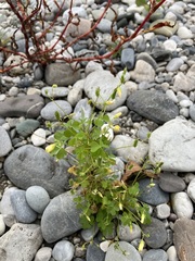 Oxalis stricta