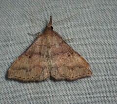 Renia flavipunctalis