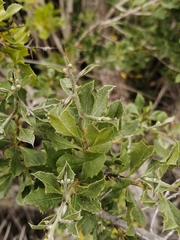 Proustia cuneifolia tipia