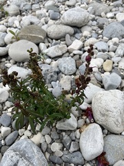 Antirrhinum majus