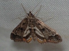 Parapoynx obscuralis