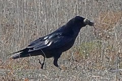 Microtus californicus