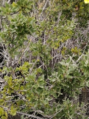 Proustia cuneifolia tipia