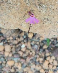 Utricularia multifida