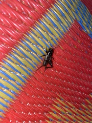 Teleogryllus commodus