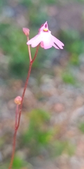 Utricularia multifida