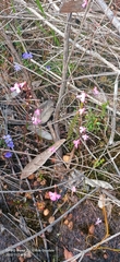 Utricularia multifida