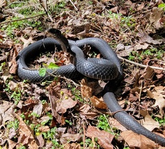 Coluber constrictor constrictor