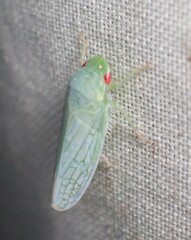 Gyponana