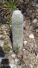 Cephalocereus senilis