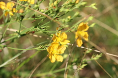 Hypericum virgatum