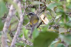 Saltator similis