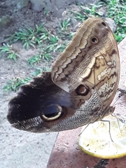 Caligo telamonius