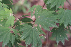 Acer sieboldianum