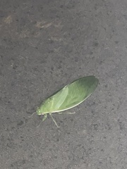 Cystosoma saundersii