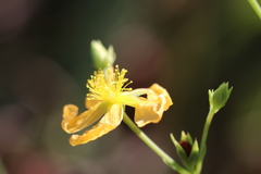 Hypericum virgatum