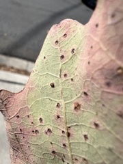 Neuroterus tantulus