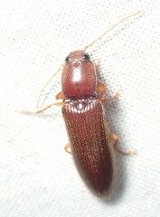 Hemicrepidius melanophthalmus