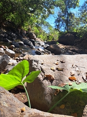 Xanthosoma