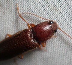 Hemicrepidius melanophthalmus