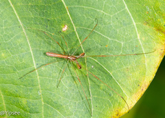 Tetragnatha hasselti